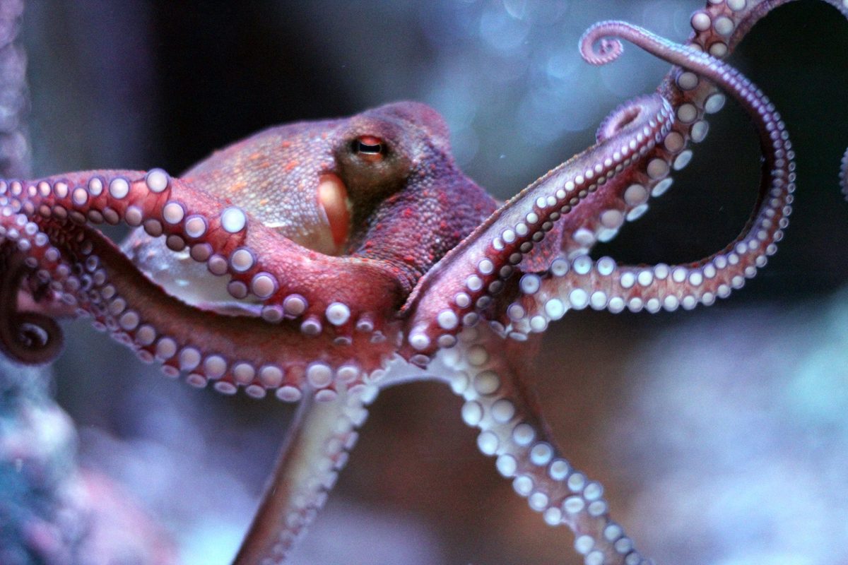 Octopus Sea Baby.