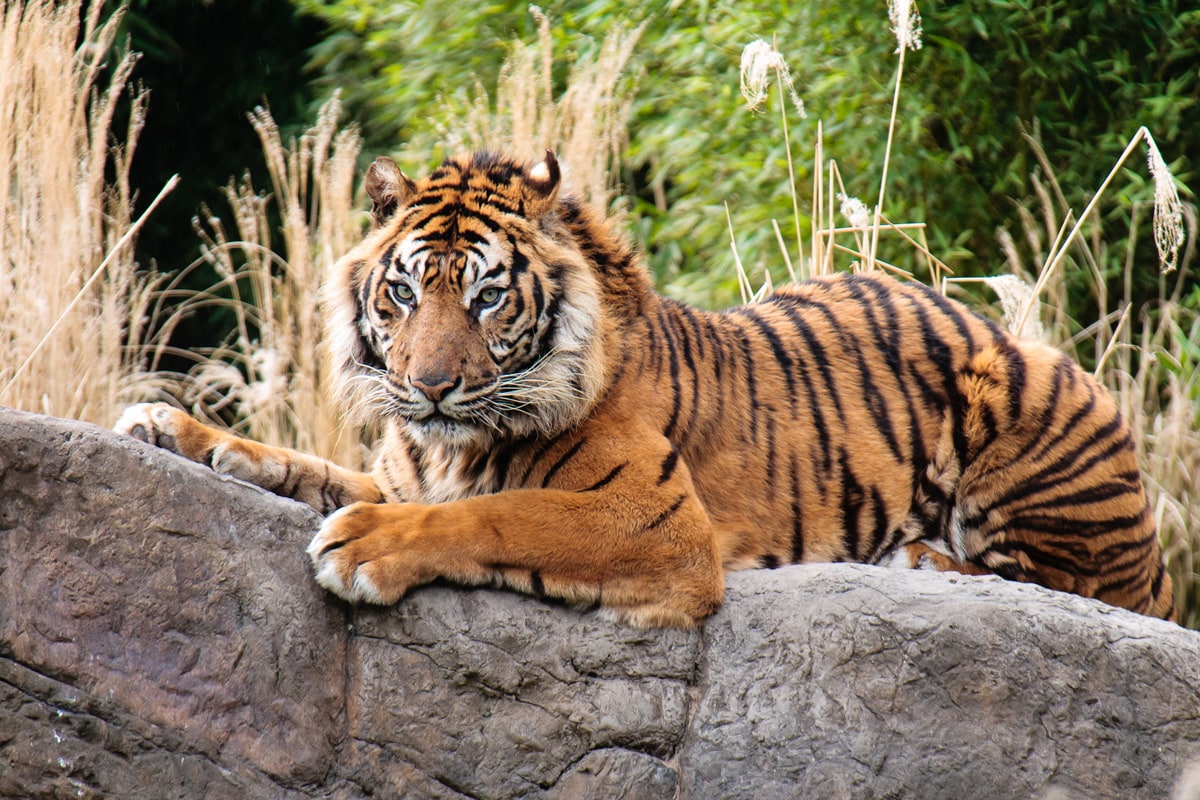 Sumatran tiger